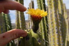 Corryocactus brachypetalus