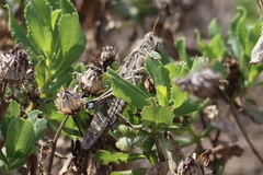 Schistocerca interrita