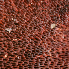 Echinochaete brachypora