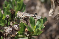 Schistocerca interrita