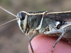 Calliptamus barbarus