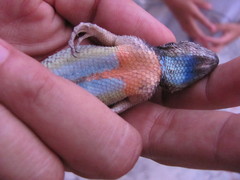 Sceloporus melanorhinus