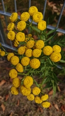 Tanacetum vulgare