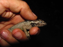 Sceloporus melanorhinus