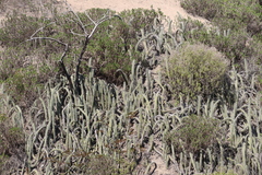 Trichocereus chalaensis