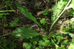 Hieracium subpellucidum