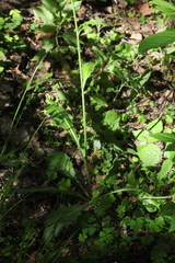 Hieracium subpellucidum