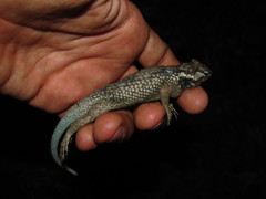 Sceloporus melanorhinus