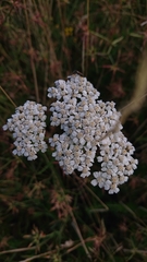 Achillea millefolium