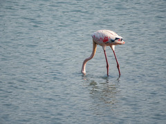 Phoenicopterus roseus