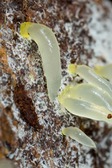 Gloeomucro chlorinus