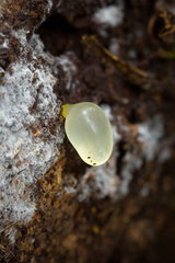 Gloeomucro chlorinus