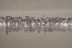 Mycteria leucocephala