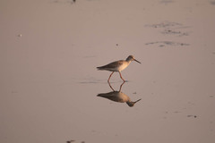 Tringa totanus