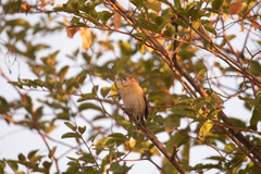 Lonchura punctulata