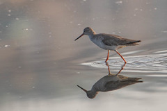 Tringa totanus