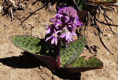 Ledebouria sandersonii