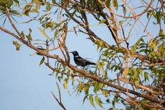 Cinnyris asiaticus