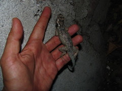 Sceloporus melanorhinus