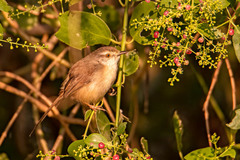 Prinia inornata