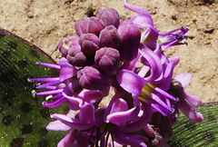 Ledebouria sandersonii