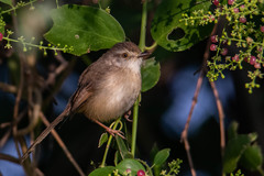 Prinia inornata