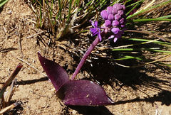 Ledebouria sandersonii