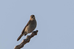 Passeriformes