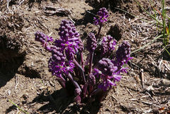 Ledebouria sandersonii