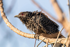 Eudynamys scolopaceus