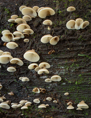 Campanophyllum proboscideum