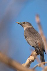 Chestnut-Tailed Starling photo 5