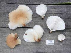 Campanophyllum proboscideum