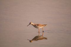 Tringa totanus