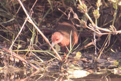 Zapornia fusca