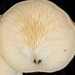 Campanophyllum proboscideum - Photo (c) Danny Newman, osa oikeuksista pidätetään (CC BY-NC-SA), lähettänyt Danny Newman