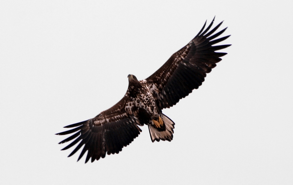 White-Tailed Eagle