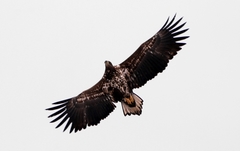 White-Tailed Eagle photo 1