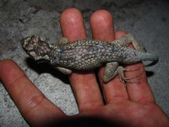 Sceloporus melanorhinus