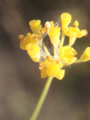 Bupleurum rigidum