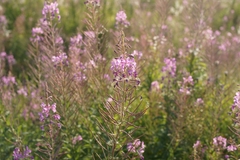 Chamaenerion angustifolium
