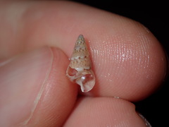 Leiopyrga lineolaris