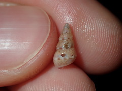 Leiopyrga lineolaris