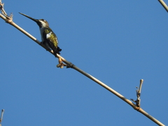 Heliomaster longirostris