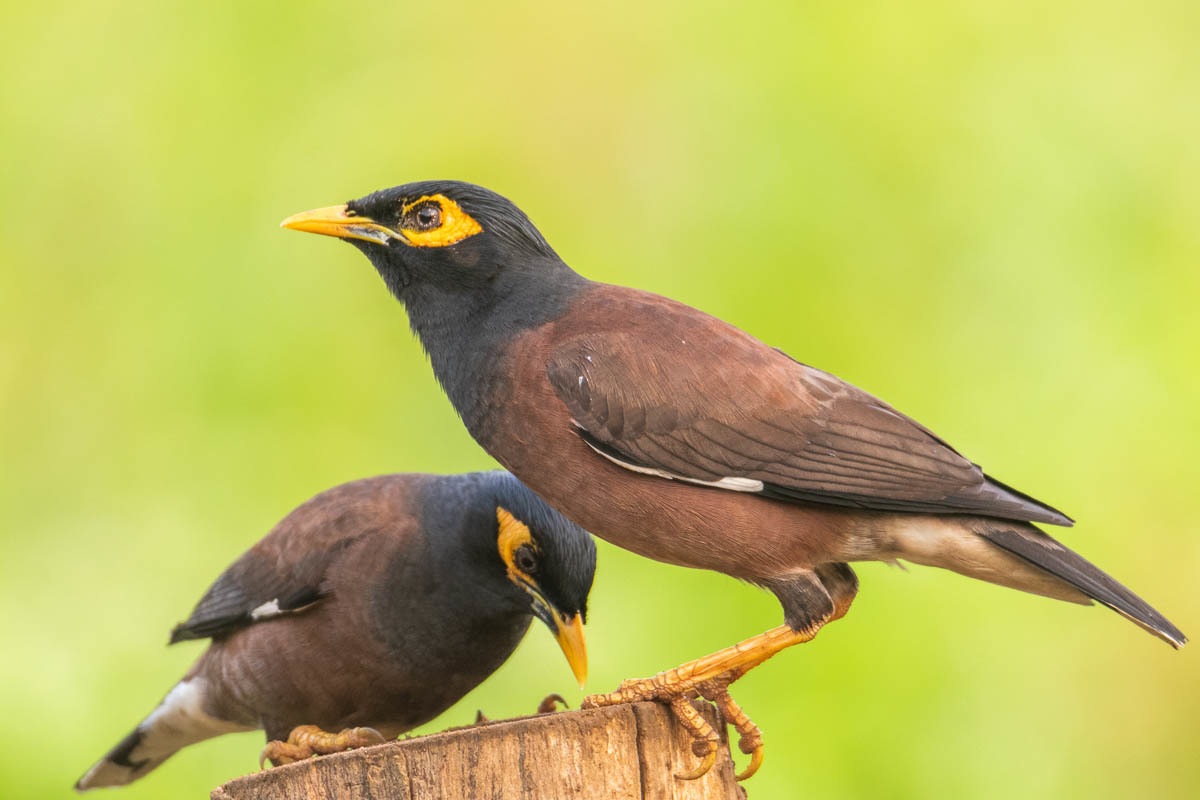 Common Myna