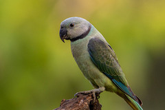 Psittacula columboides