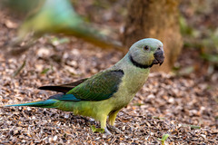 Psittacula columboides