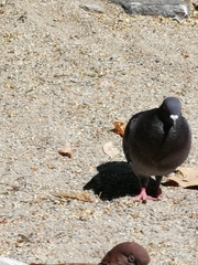 Columba livia