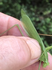 Scudderia curvicauda