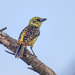 Usambiro Barbet - Photo (c) Allan Hopkins, some rights reserved (CC BY-NC-ND)